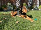 Adopt D J a Black Doberman Pinscher / Mixed dog in Tustin, CA (39035153)