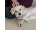 Adopt Sydney a White - with Tan, Yellow or Fawn Parson Russell Terrier / Mixed