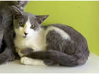Adopt Catulet (Undercat) a White Domestic Shorthair / Domestic Shorthair / Mixed