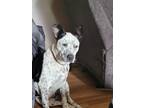 Adopt Rona a White - with Black Australian Cattle Dog / American Pit Bull