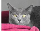 Adopt PAPRIKA a Gray or Blue Domestic Shorthair / Mixed cat in West Seneca