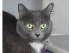 Adopt FENNEL a Gray or Blue Domestic Shorthair / Mixed cat in West Seneca