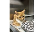 Adopt Mufasa a Orange or Red Domestic Shorthair / Domestic Shorthair / Mixed cat