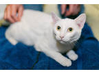 Adopt Quarts a White Domestic Shorthair / Domestic Shorthair / Mixed cat in