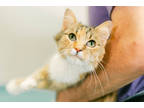 Adopt Abbie a Orange or Red Domestic Mediumhair / Domestic Shorthair / Mixed cat