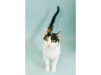 Adopt Thumbelina a White Domestic Shorthair / Domestic Shorthair / Mixed cat in