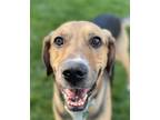 Adopt Tank a Tricolor (Tan/Brown & Black & White) Hound (Unknown Type) / Mixed