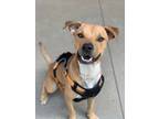 Adopt Bruce a Tan/Yellow/Fawn American Pit Bull Terrier / Mixed dog in Longview