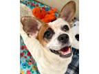 Adopt Bubblicious a White Dachshund / Jack Russell Terrier / Mixed dog in