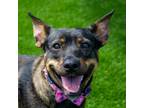 Adopt Lila a Black Shepherd (Unknown Type) / Pit Bull Terrier / Mixed dog in