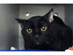 Adopt Richard a Domestic Shorthair / Mixed cat in Escondido, CA (39041136)
