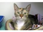 Adopt Lyra a Domestic Shorthair / Mixed cat in Escondido, CA (39071845)