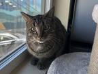 Adopt Carter a Domestic Shorthair / Mixed cat in Nelson, BC (39012715)