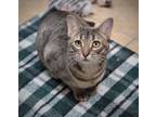 Adopt Chad a Domestic Shorthair / Mixed cat in Nelson, BC (39012714)