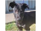 Adopt Solo a Black Labrador Retriever / Mixed dog in Commerce, TX (39075267)