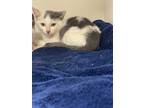 Adopt Barbie a White Domestic Shorthair / Domestic Shorthair / Mixed cat in