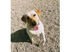 Adopt Miso a White - with Tan, Yellow or Fawn Labrador Retriever / Mixed dog in