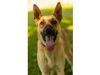 Adopt Calhoun English a German Shepherd Dog, Mixed Breed