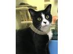 Adopt Pat a Black & White or Tuxedo Domestic Shorthair / Mixed (short coat) cat