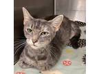 Adopt 16876-Sailor a Domestic Shorthair / Mixed cat in Covington, GA (38960885)
