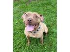 Adopt Paris a Brown/Chocolate American Pit Bull Terrier / Mixed dog in Burton
