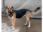 Adopt Rex a Black German Shepherd Dog / Mixed dog in Toccoa, GA (38927130)