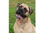 Adopt Max a Tan/Yellow/Fawn Mastiff / Mixed dog in Winchester, OR (39032359)