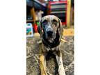 Adopt Buddy a Brindle Plott Hound / Mixed dog in Searcy, AR (38999549)