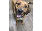 Adopt Morty a Red/Golden/Orange/Chestnut Redbone Coonhound / Mixed dog in