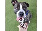 Adopt Rocky a Brindle Mixed Breed (Large) / Mixed dog in Largo, FL (38948984)