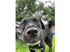 Adopt Darrell a Black Labrador Retriever / Mixed dog in Jasper, IN (38924693)