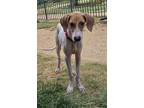 Adopt PLUTO a White Mixed Breed (Medium) / Mixed dog in Houston, TX (39019304)