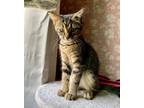 Adopt Bass a Brown Tabby Domestic Shorthair (short coat) cat in Troy
