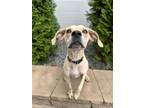 Adopt NOAH a Tan/Yellow/Fawn - with White Coonhound / Beagle / Mixed dog in