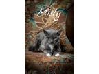 Adopt Misty a Gray or Blue Domestic Shorthair / Domestic Shorthair / Mixed cat