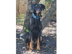 Adopt PRINCE ERIC a Black Doberman Pinscher / Mixed dog in Houston