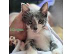 Adopt Morgan & Maren a Gray or Blue (Mostly) Domestic Shorthair (short coat) cat