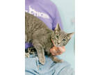 Adopt Mike a Gray or Blue Domestic Shorthair / Domestic Shorthair / Mixed cat in