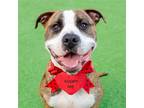 Adopt Chicken Nugget a Brindle - with White Pit Bull Terrier / Mastiff / Mixed
