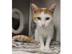 Adopt Tarzan a Orange or Red Domestic Shorthair / Domestic Shorthair / Mixed cat
