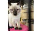 Adopt Milo a Cream or Ivory Siamese / Domestic Shorthair / Mixed cat in