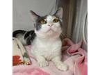Adopt Viola a White Domestic Shorthair / Domestic Shorthair / Mixed cat in