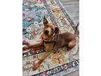 Adopt Ponzu - IN FOSTER a Brown/Chocolate Mixed Breed (Small) / Mixed dog in
