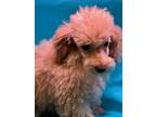 Adopt Berry a Red/Golden/Orange/Chestnut Toy Poodle / Mixed dog in Waldron