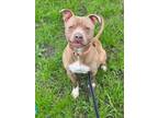 Adopt HERCULES a Tan/Yellow/Fawn - with White American Pit Bull Terrier / Mixed