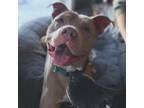 Adopt Swag a Pit Bull Terrier, Mixed Breed