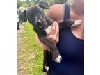 Adopt Ethel a Black - with White Shepherd (Unknown Type) / Pit Bull Terrier /