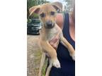 Adopt Billy a Tan/Yellow/Fawn Pit Bull Terrier / Shepherd (Unknown Type) / Mixed