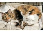 Adopt Mira a Domestic Mediumhair / Mixed cat in Waynesville, NC (38975790)