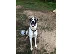 Adopt Sadie a Tricolor (Tan/Brown & Black & White) Great Dane / Mixed dog in